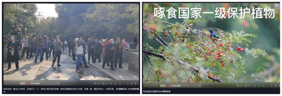 <span>Douyin videos of the birders and the fire-breasted flowerpecker in the Huanhuaxi park</span>