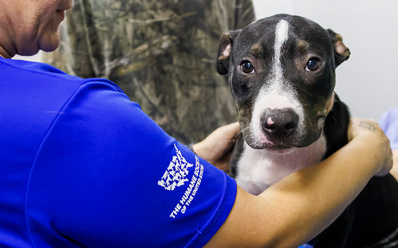 black and white dog being cared for by Humane Society