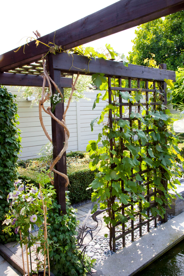 17) Grow Climbing Vines