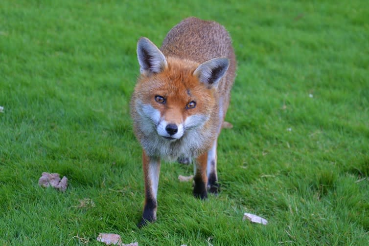 <span class="caption">The face of the Hunting Act.</span> <span class="attribution"><span class="source">Pexels.</span></span>