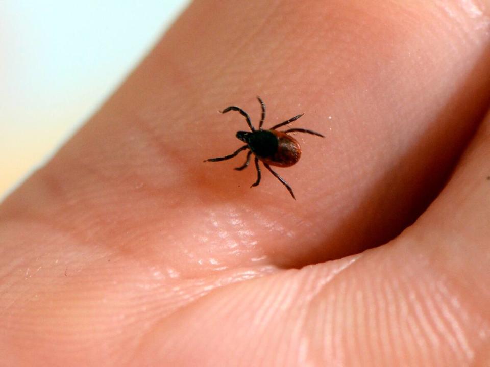 An adult black-legged tick, which can carry the bacteria that causes Lyme disease. (Bertrand Guay/AFP/Getty Images - image credit)