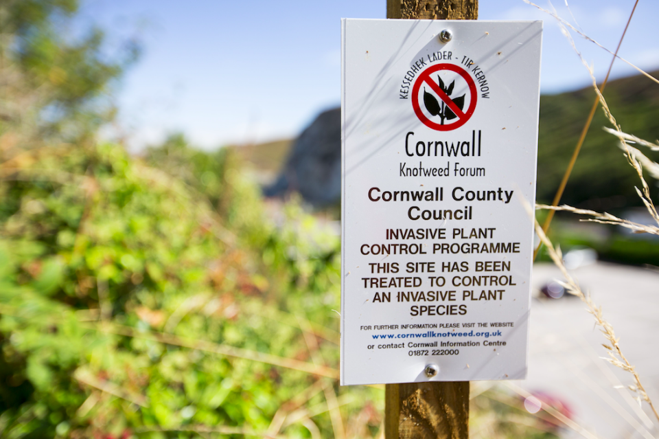 <em>A sign about knotweed control in Cornwall (Rex)</em>
