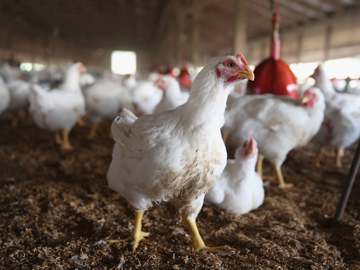 Chickens gather around a feeder at a farm in Iowa: Getty