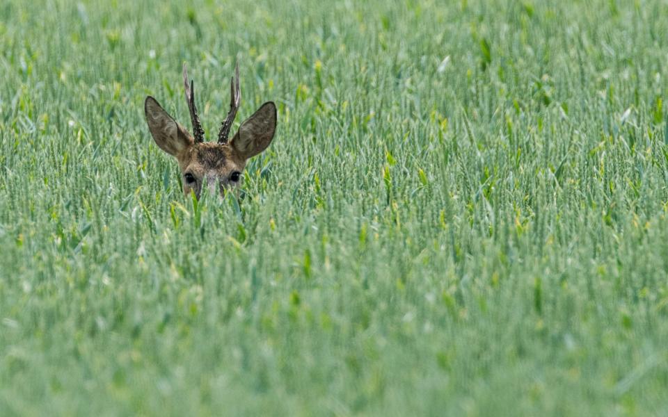 A deer stands in a grain field near Reitwein, eastern Germany - AFP