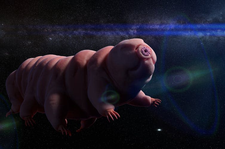 <span class="caption">Tardigrades in space.</span> <span class="attribution"><a class="link " href="https://www.shutterstock.com/image-illustration/tardigrade-vacuum-open-space-water-bear-726719797?src=cjaqEapOnY5_mpZ177xWvA-1-5" rel="nofollow noopener" target="_blank" data-ylk="slk:Dotted Yeti/Shutterstock;elm:context_link;itc:0;sec:content-canvas">Dotted Yeti/Shutterstock</a></span>