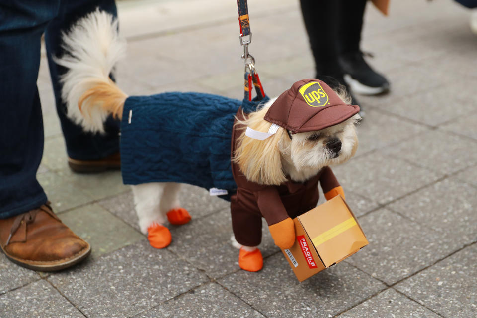 NYC pups in cute and creative costumes for annual Halloween Dog Parade