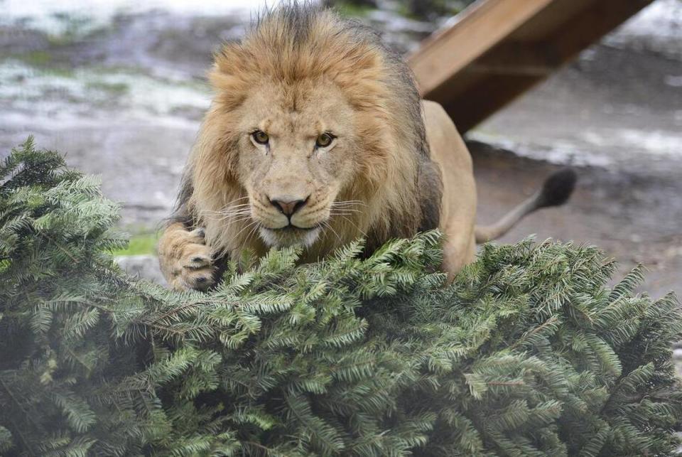 A lion named Titan plays with a Christmas tree in his enclosure at Project Survival’s Cat Haven in Dunlap on Dec. 30, 2014.