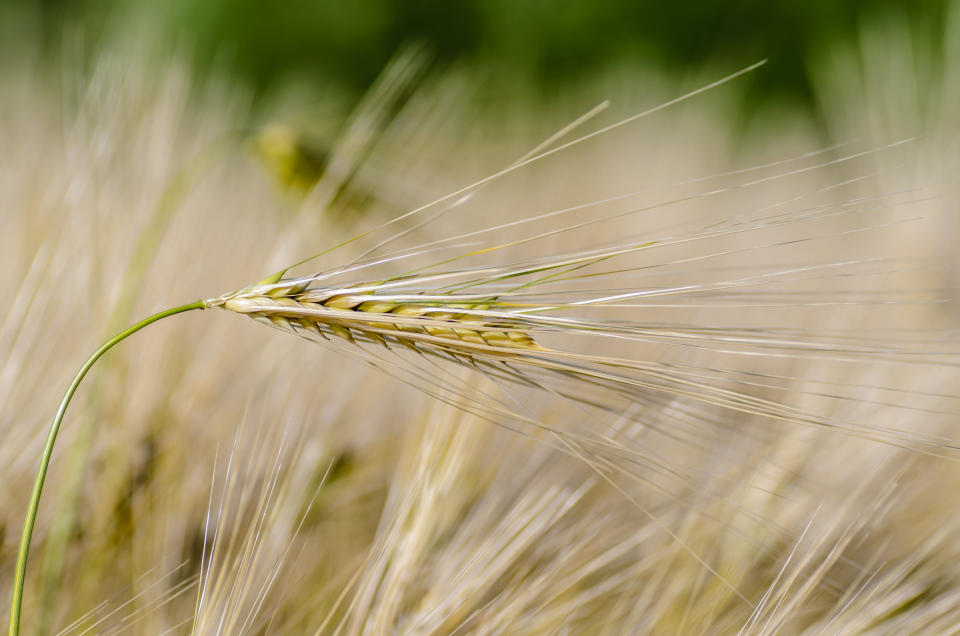 Ripe ear of barley with a long dense awn on the field in early summer