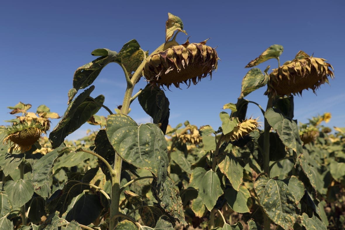 FILE – Sunflowers suffer from lack of water, as Europe is under an unusually extreme heat wave, in Ury, south of Paris, France, Aug. 8, 2022. Earth’s fever persisted last year, not quite spiking to a record high but still in the top five or six warmest on record, government agencies reported Thursday, Jan. 12, 2023. (AP Photo/Aurelien Morissard, File)