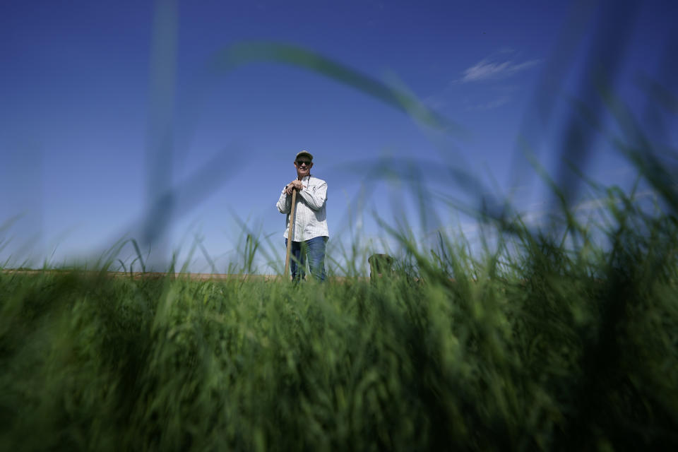 Farmer Larry Cox walks stands in a field of Bermudagrass at his farm Monday, Aug. 15, 2022, near Brawley, Calif. The Cox family has been farming in California's Imperial Valley for generations. (AP Photo/Gregory Bull)