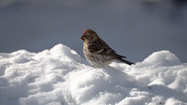 Redpoll Lunches/Flickr