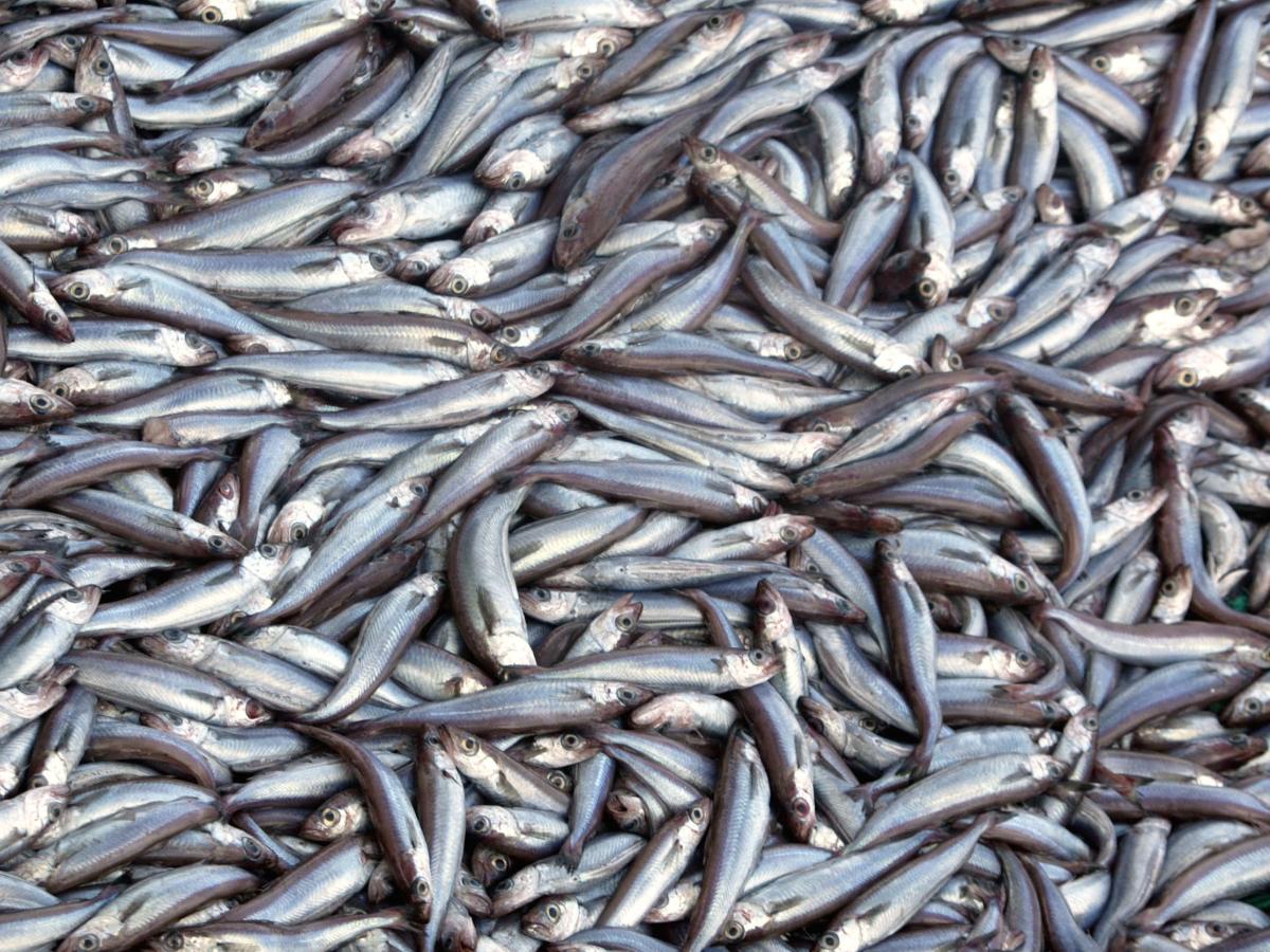 Giant fishing trawler labelled the 'Death Star of the oceans