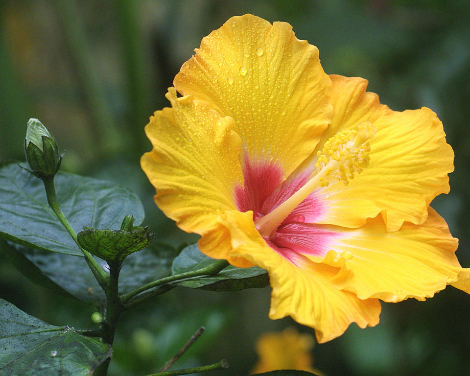 11. Rose of China (Hibiscus rosa-sinensis)