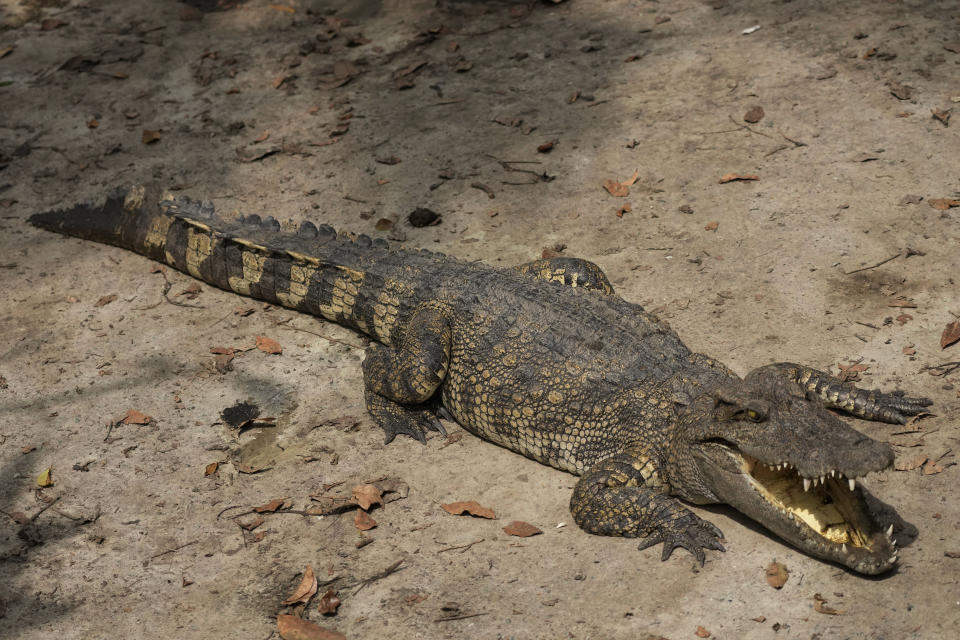 A Siamese crocodile is seen at Siracha Moda Farm in Chonburi province, eastern Thailand on Nov. 7, 2022. Crocodile farmers in Thailand are suggesting a novel approach to saving the country’s dwindling number of endangered wild crocodiles. They want to relax regulations on cross-border trade of the reptiles and their parts to boost demand for products made from ones raised in captivity. (AP Photo/Sakchai Lalit)