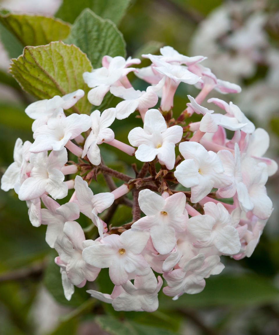 large flowers on a Viburnum carlesii shrub in spring