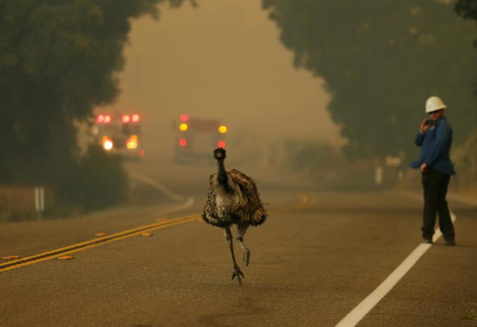 Mejores fotos de animales