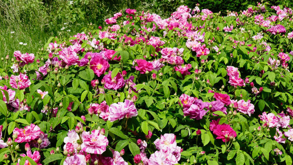 low maintenance perennial flowers (Roses)