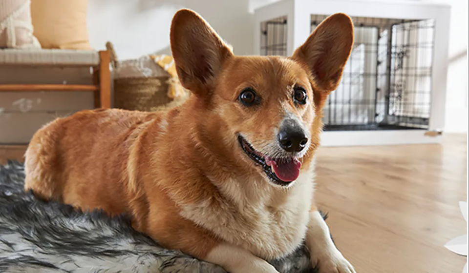 excited corgi panting inside a sunny living room