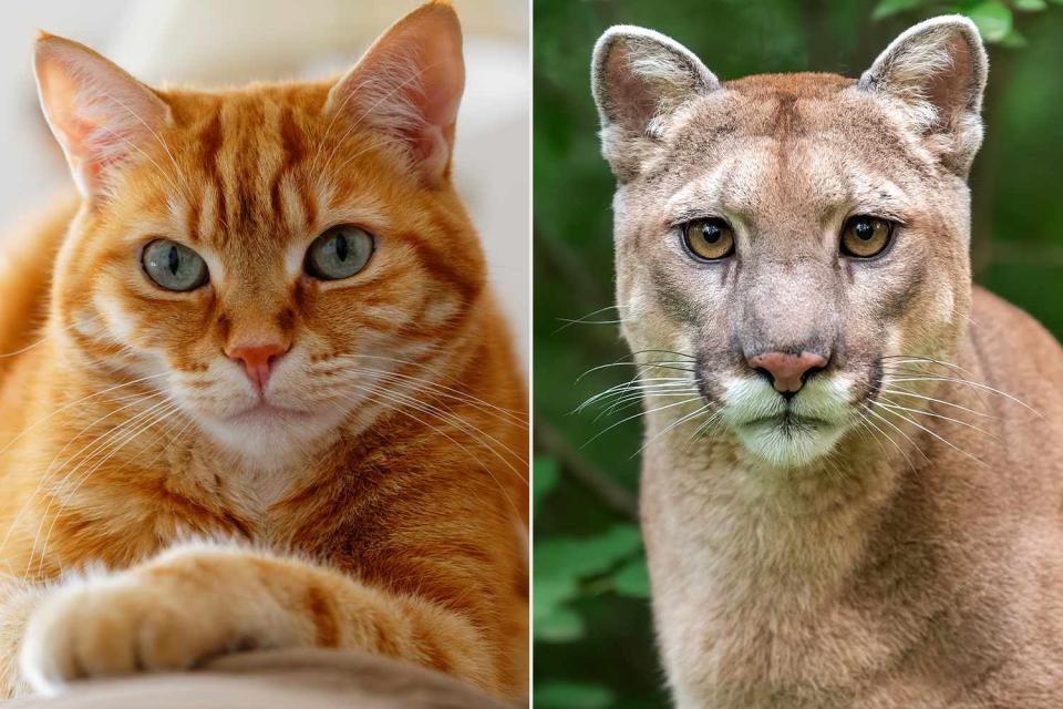 <p>Getty</p> Stock photography of a orange tabby cat (left) and a cougar (right)