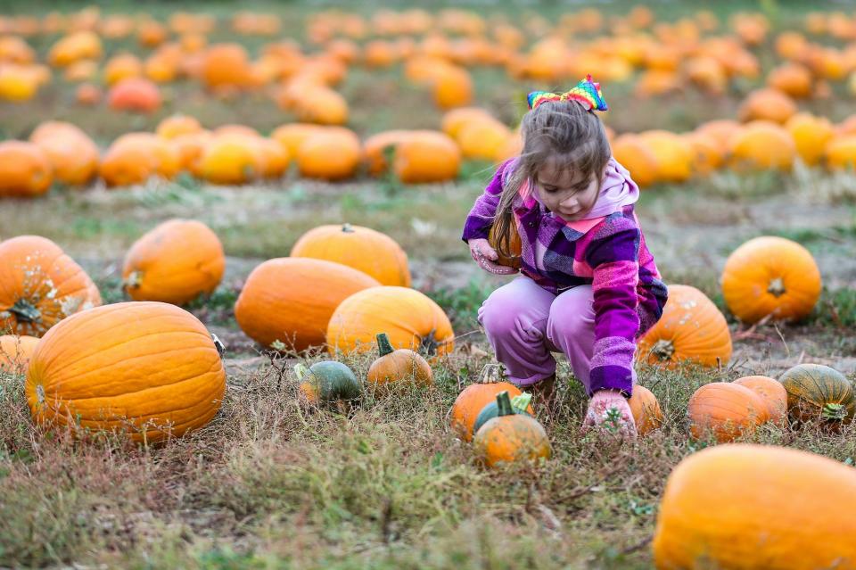 Lillian Jeter, 4, picks a pumpkin from the patch at Waterman's Family Farm in Indianapolis, Wednesday, Oct. 16, 2019.