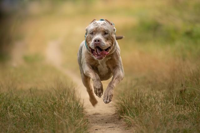 Which dog breeds are already illegal in the UK? Animal charities say breed  bans won't work, amid push to add XL bullies