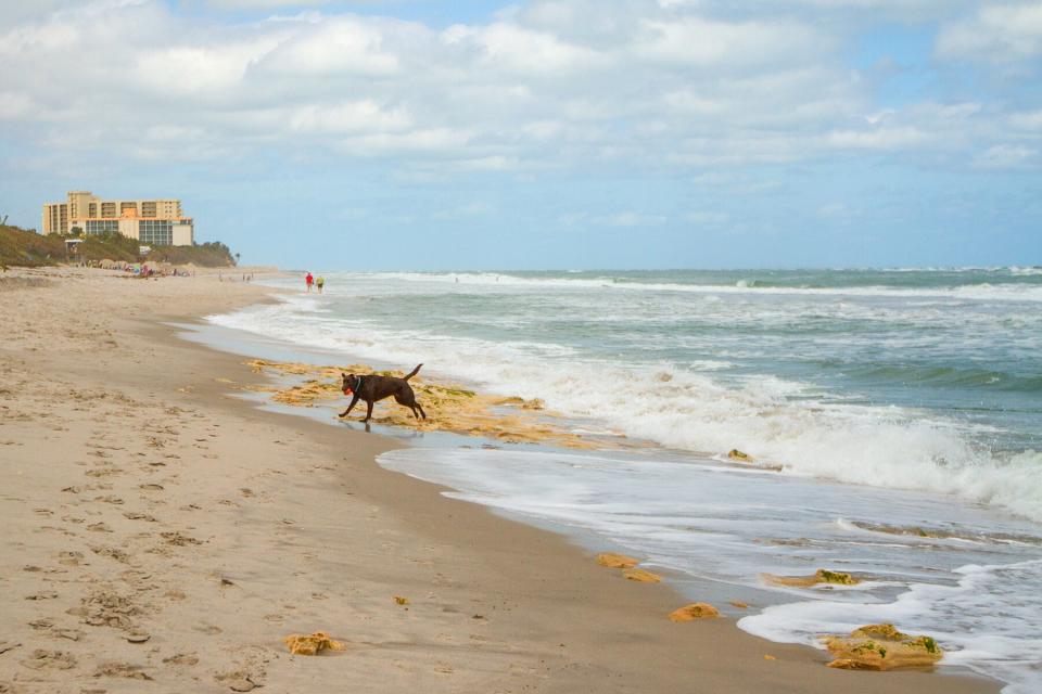 Black lab runs in the surf at the beach in Jupiter, Florida