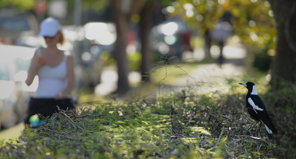 A woman in the background in sunglasses and a hat walking past a magpie in the park.