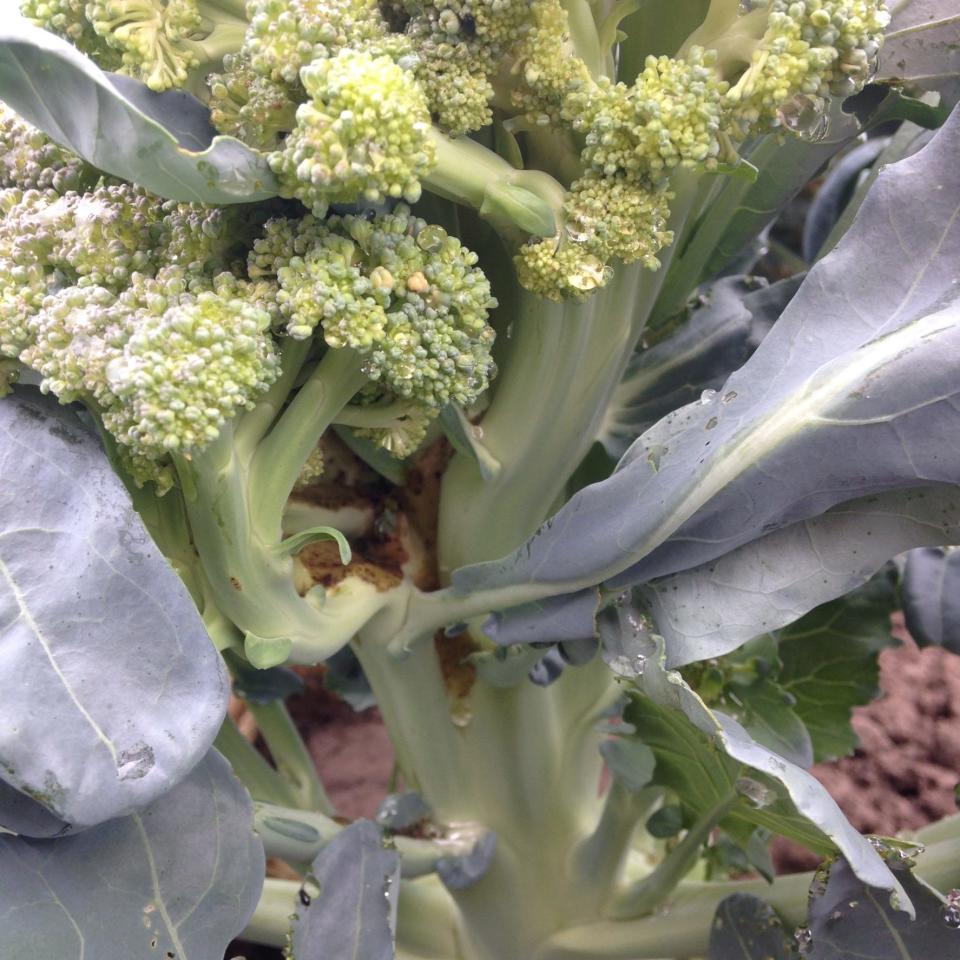 Broccoli stems are twisted and mutilated courtesy of a swede-midge infestation.