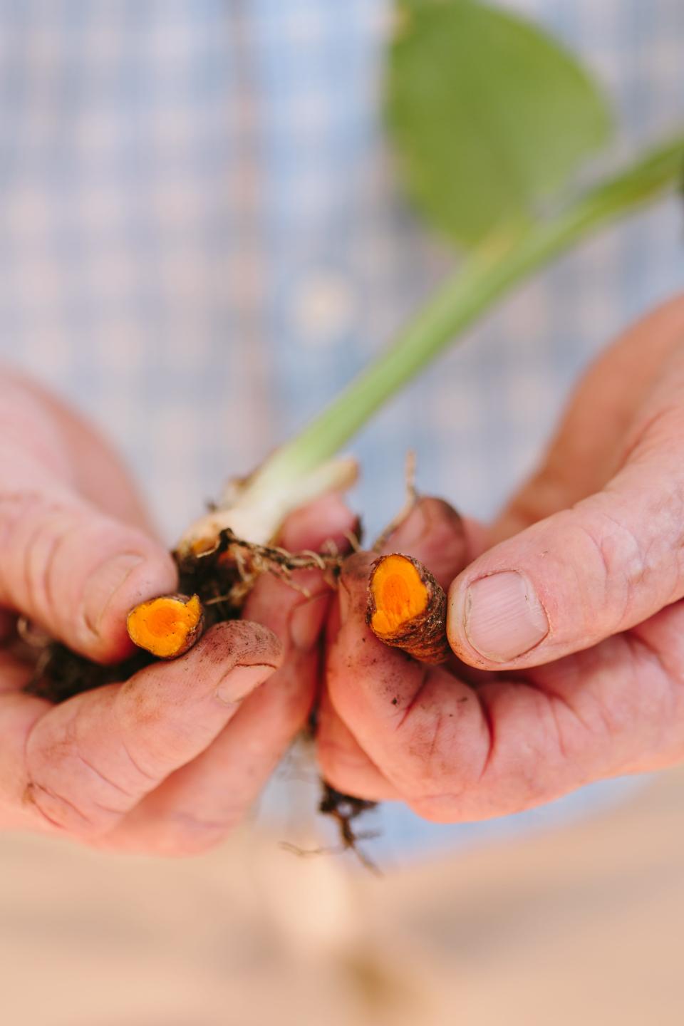 Heid recently harvested some fresh turmeric that he said will be given to the chef or turned into little holiday presents for the staff.