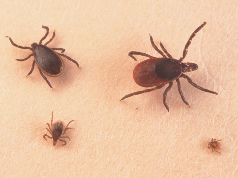 Adult male, female, larva and nymph ticks (clockwise) can spread disease: Getty Images