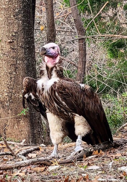 PHOTO: This undated handout photo provided by the Dallas Zoo, Jan. 24, 2023, shows Pin, a 35-year-old endangered vulture at the Dallas Zoo in Dallas, Texas. (Dallas Zoo/AFP via Getty Images)