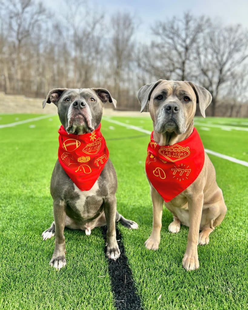 The Mahomes dogs have an Instagram page with over 200,000 followers. instagram @steel_silver_mahomes