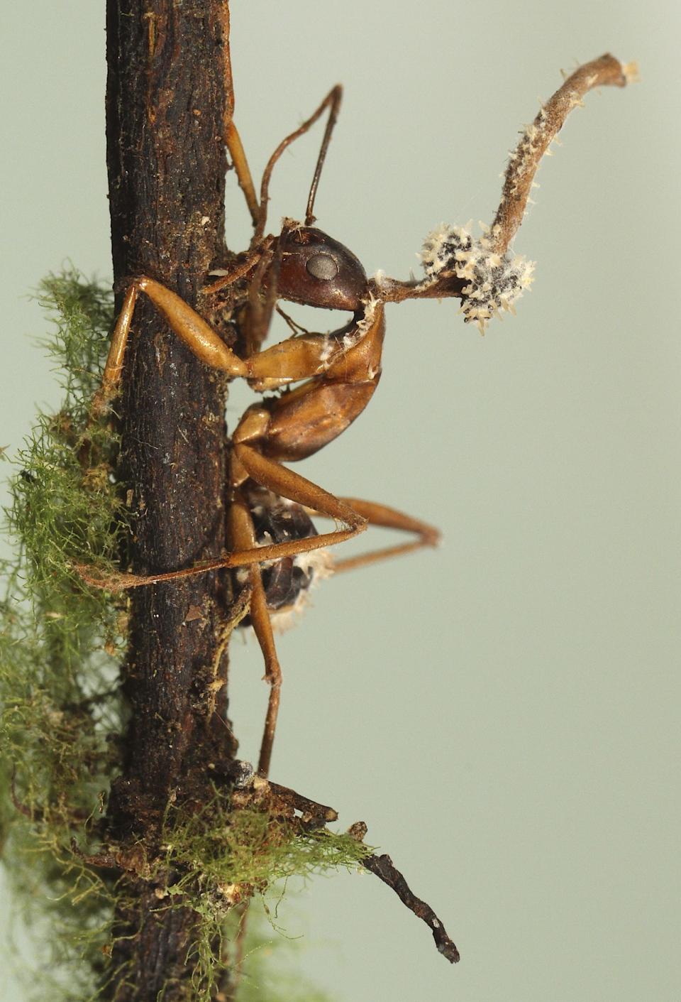 An Ophiocordyceps species of fungi has exploded from the body of a carpenter ant in Japan to scatter spores that can infect other ants. In the tropics, the fungi make the infected ants leave their nest, climb a plant and bite down on a plant leaf. Farther north where leaves fall, the ants are driven to hug twigs instead. [João Araújo via The New York Times]