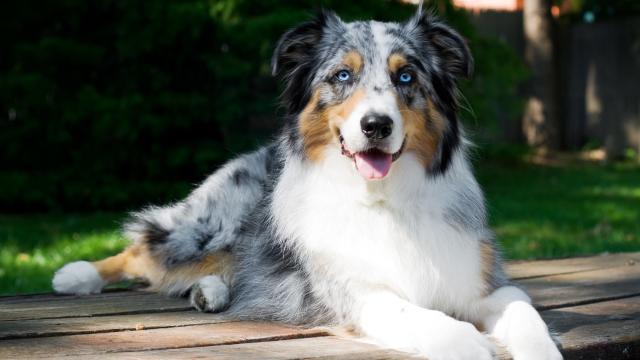 Border Collie Colors: Rarest to Most Common - A-Z Animals