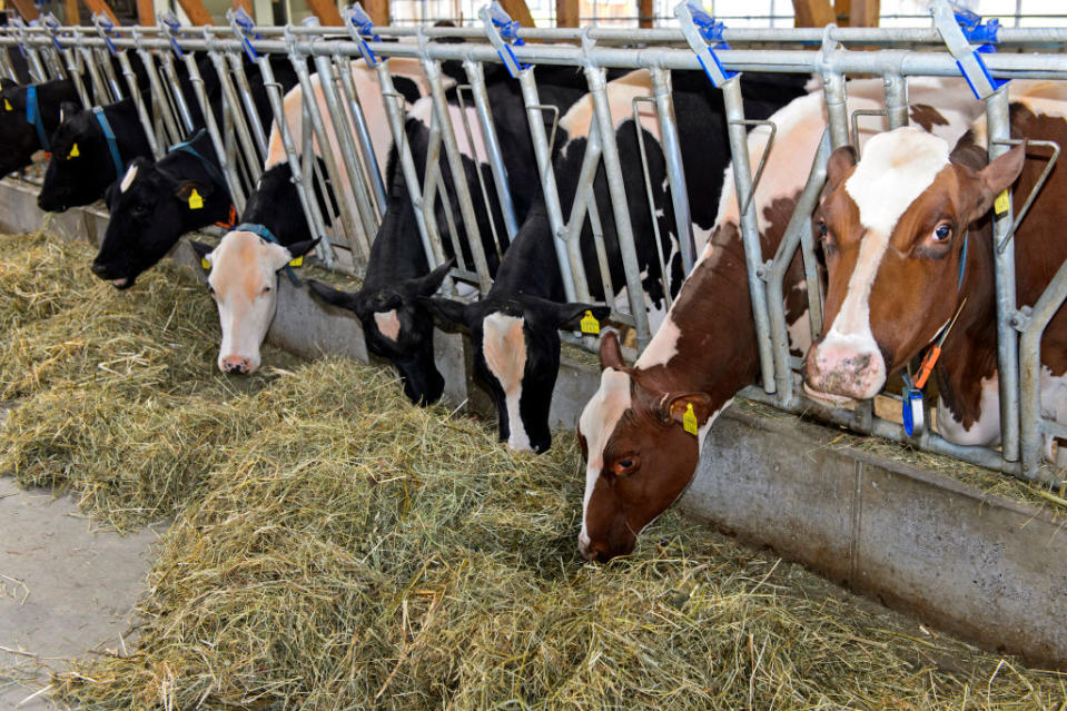 Cows are fed in a dairy barn in Sarnen, Switzerland on Feb. 7, 2021.<span class="copyright">Gunter Fischer—UCG/Universal Images Group/Getty Images</span>