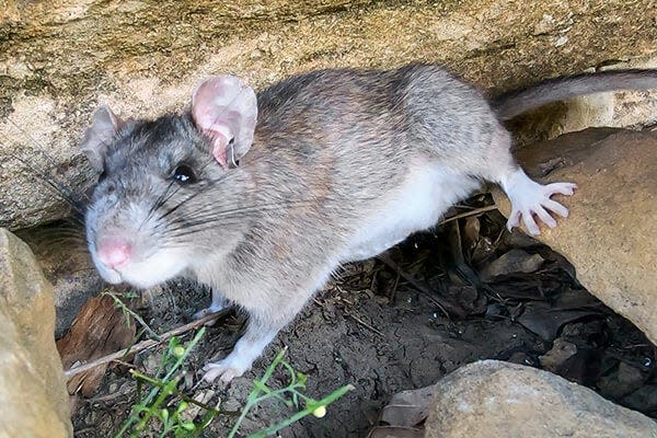 The Allegheny woodrat is extinct or declining over about 35% of its original range and is listed on Indiana’s endangered species list.