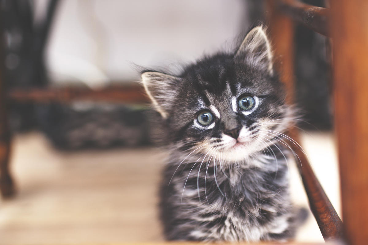 15 words for “kitten” in different languages that will make your heart