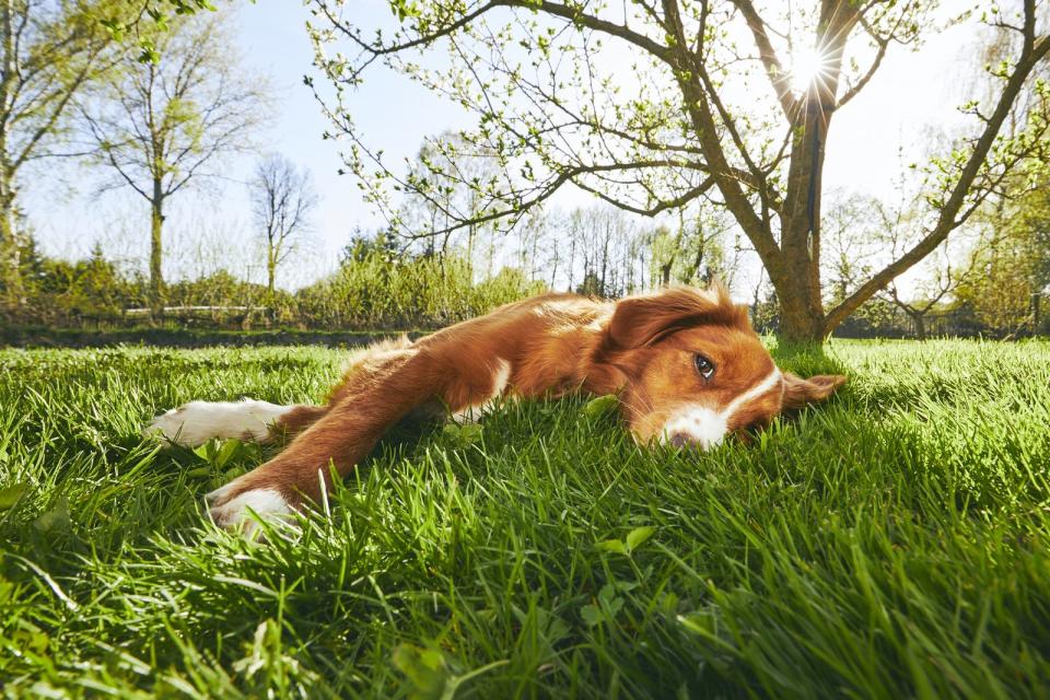 <p>Die "Hundstage" bezeichnen die Periode vom 23. Juli bis zum 23. August und beschreiben im Volksmund die heiße Zeit im Sommer. Namensgebend ist der Hundsstern Sirius, der in dieser Phase der Sonne am nächsten steht und mit ihr aufgeht. Die Bauernregel "Hundstage heiß - Winter lange weiß" soll somit eine Vorhersage über den kommenden Winter treffen ... (Bild: iStock / Chalabala)</p>