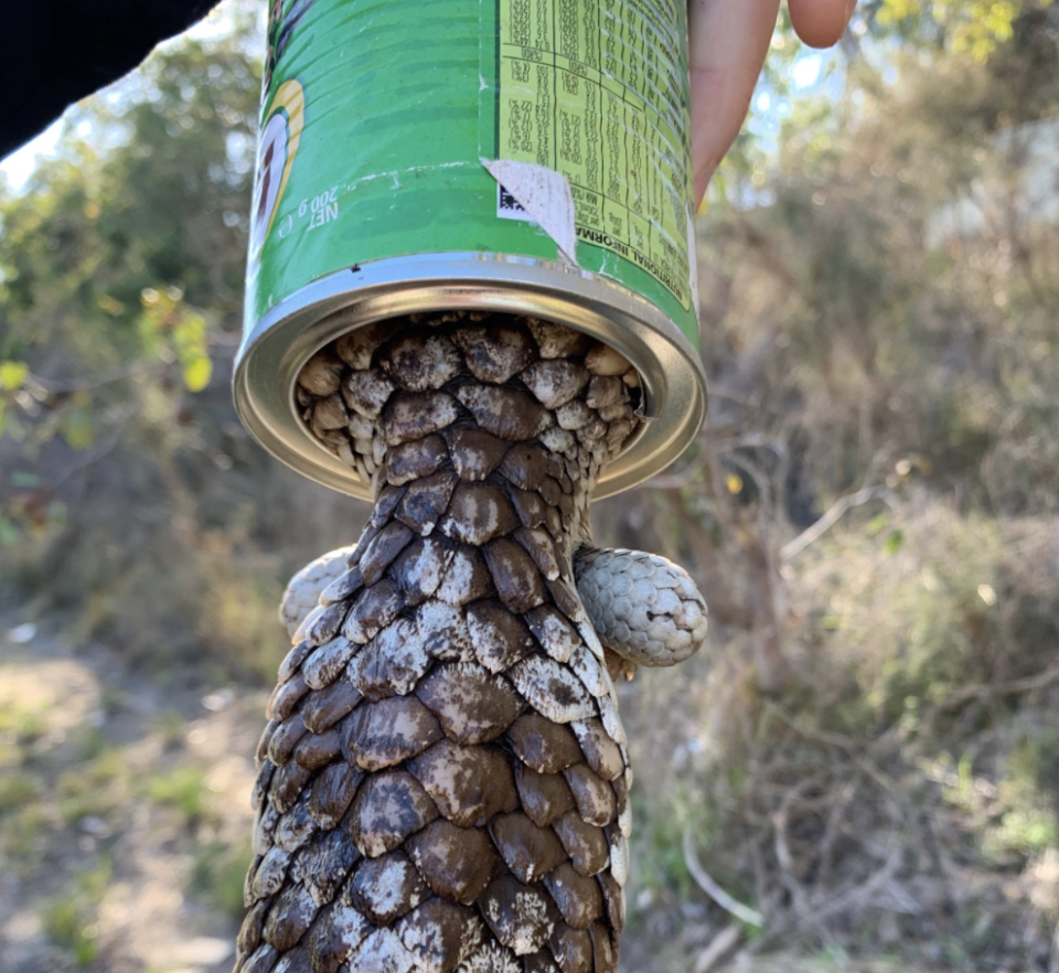 A bobtail lizard is seen with its head trapped in a tin of Nestle Milo.