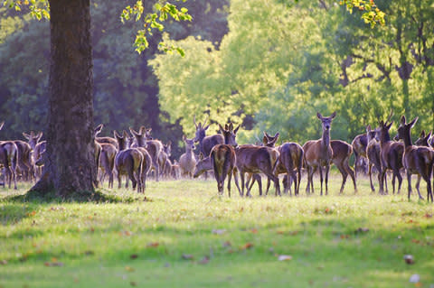 Deer in Windsor Great Park - Credit: STOCK.ADOBE.COM/MATT GIBSON