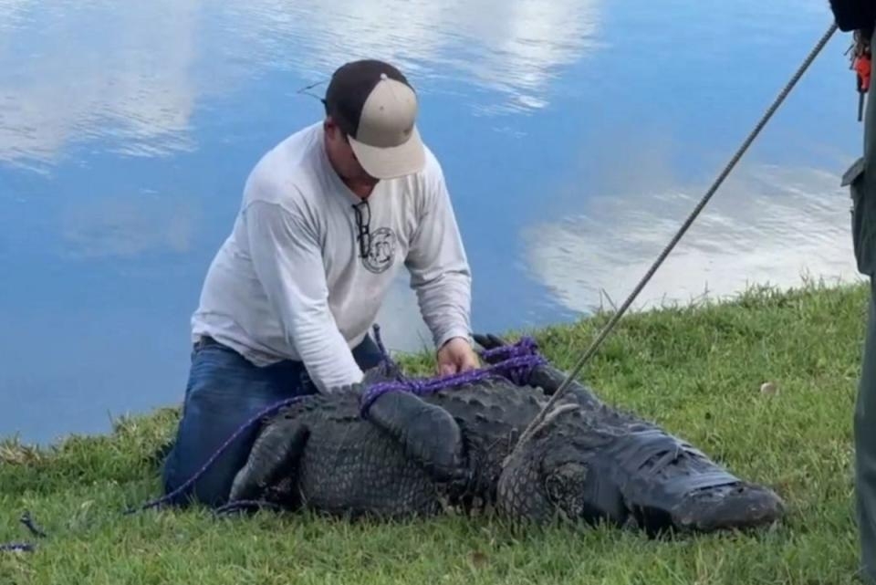 Officials capture an alligator after it attacked and killed an 85-year-old woman in Florida  (St Lucie County Sheriff’s Office)