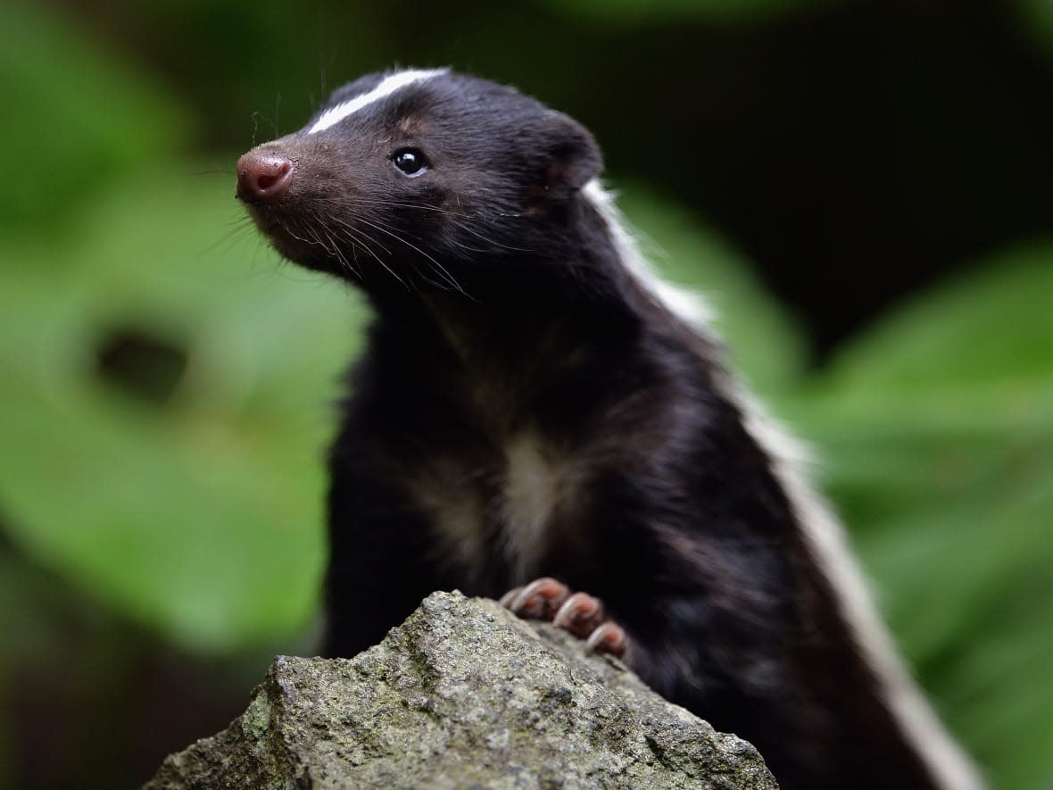 Skunks took well to P.E.I. (Jeff J Mitchell/Getty Images - image credit)