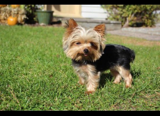Lucy, a mini Yorkshire terrier from Absecon, New Jersey, is now in the Guinness Book of World Records. Weighing just 2 1/2 pounds, Lucy was named the world's smallest working dog last week, bumping out a 6.6-pound police dog in Japan. 