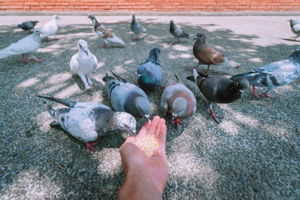 Woman faces $30,000 fine for feeding pigeons in her backyard. Source: Getty