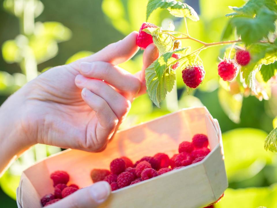 'Providing my own two portions of organic fruit per day for over half the year saves me about £400 and providing my own fresh fruit-juice daily saves about another £200', writes Donnachadh McCarthy: Getty Images/iStockphoto