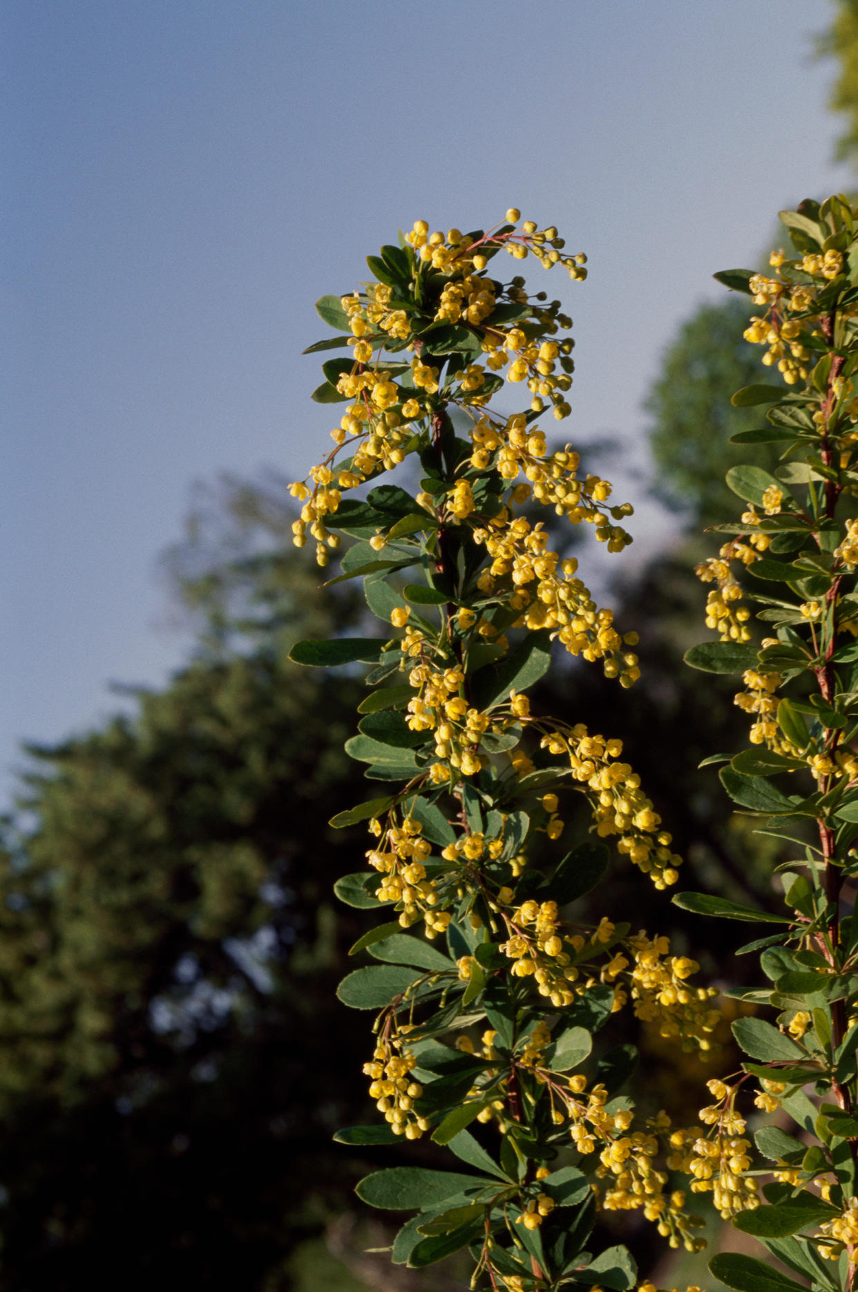 Chinese Barberry, Berberidaceae (De Agostini via Getty Images)