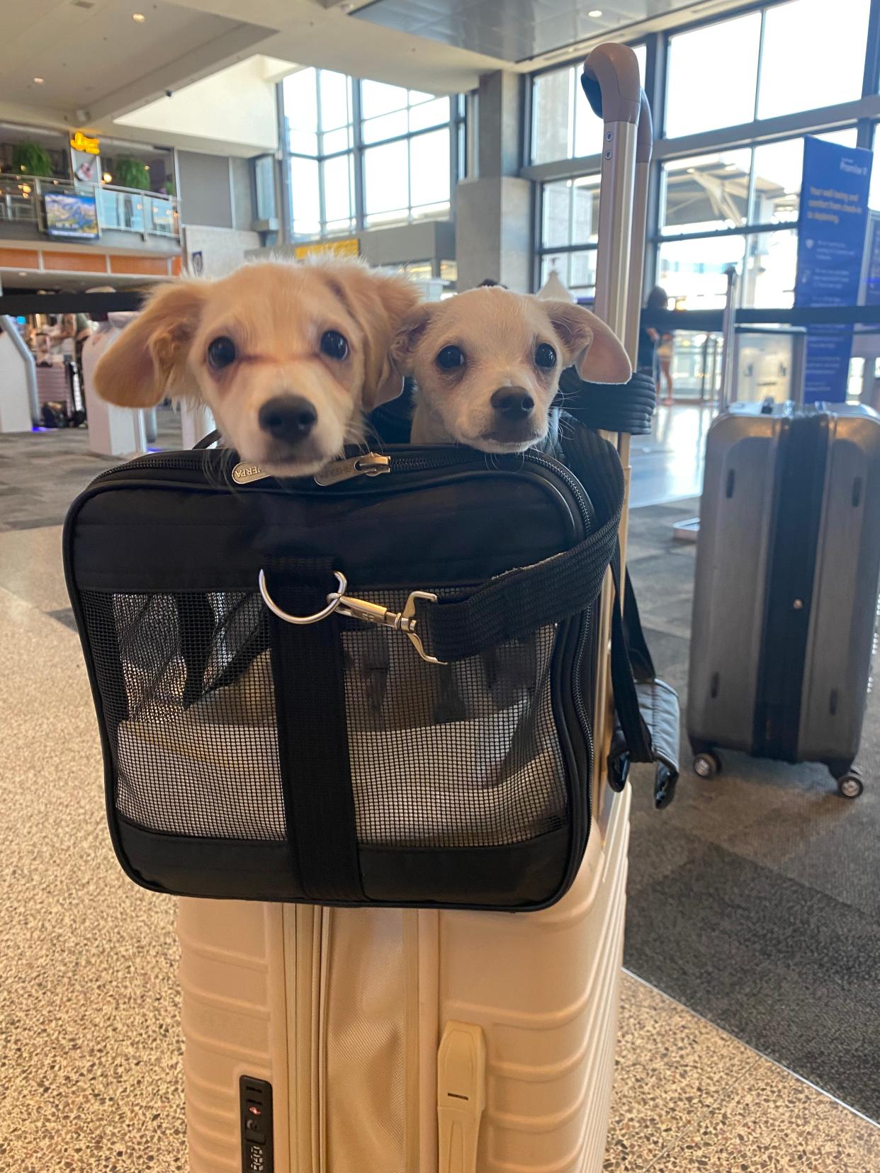 Wilbur and Cannon, two puppies from Smithville on their way to New York to participate in the Puppy Bowl.