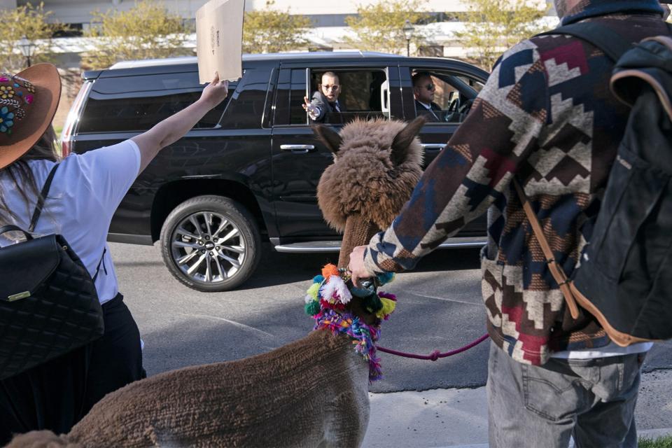 Alpacas outside the Johnny Depp and Amber Heard trial courthouse