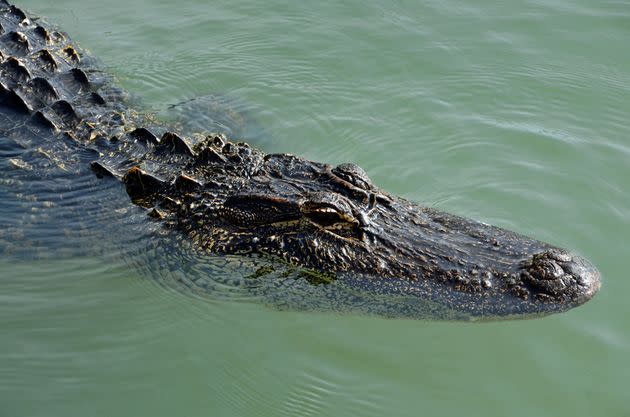 Albion College closed a nature center on its campus after two gator sightings in the Kalamazoo River over the weekend. This is a file photo of an alligator for illustrative purposes. (Photo: Photo credit John Dreyer via Getty Images)