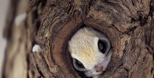 <p>Wer guckt denn da aus seiner maßgeschneiderten Kuschelhöhle? Ist denn der Frühling schon da? (Bild: <a rel="nofollow noopener" href="http://www.thisisphotobomb.com" target="_blank" data-ylk="slk:www.thisisphotobomb.com;elm:context_link;itc:0;sec:content-canvas" class="link ">www.thisisphotobomb.com</a>)</p>